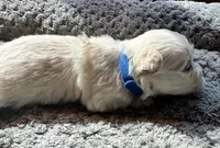 Mr. Blue, a male Havamalt for sale in Arvada, CO – 1 of 8