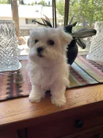 Mr. Orange, a male Havamalt for sale in Arvada, CO – 2 of 2