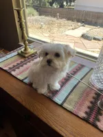 Red, a male Havamalt for sale in Arvada, CO – Photo 5 of 6