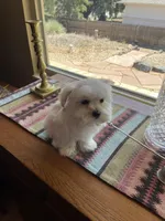 Red, a male Havamalt for sale in Arvada, CO – Photo 6 of 6