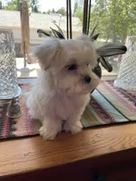 Red, a male Havamalt for sale in Arvada, CO – Photo 3 of 6