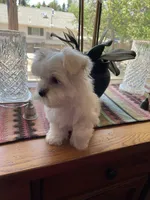 Red, a male Havamalt for sale in Arvada, CO – Photo 4 of 6