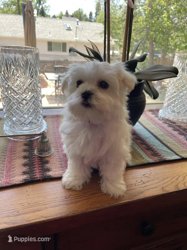 Red – Havamalt puppy for sale in Arvada, CO