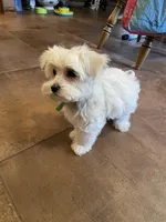 Mr. Green, a male Havamalt for sale in Arvada, CO – Photo 5 of 5