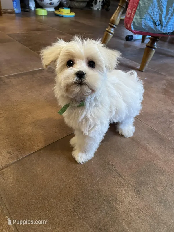 Mr. Green – Havamalt puppy for sale in Arvada, CO