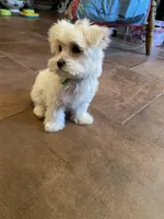 Mr. Green, a male Havamalt for sale in Arvada, CO – Photo 3 of 5