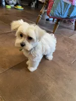 Mr. Green, a male Havamalt for sale in Arvada, CO – Photo 2 of 5