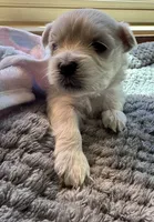 Miss Pink, a female Havamalt for sale in Arvada, CO – 2 of 5