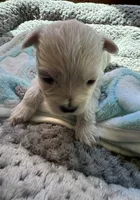 Mr. Green, a male Havamalt for sale in Arvada, CO – 4 of 5