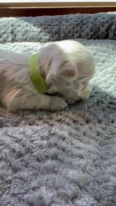 Miss Lime, a female Havamalt for sale in Arvada, CO – 8 of 9