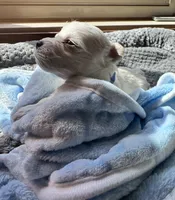 Mr. Blue, a male Havamalt for sale in Arvada, CO – 3 of 8