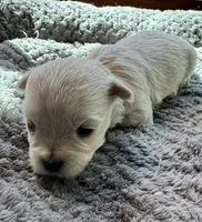 Miss Lime, a female Havamalt for sale in Arvada, CO – 7 of 9