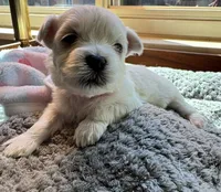 Miss Pink, a female Havamalt for sale in Arvada, CO – 3 of 5