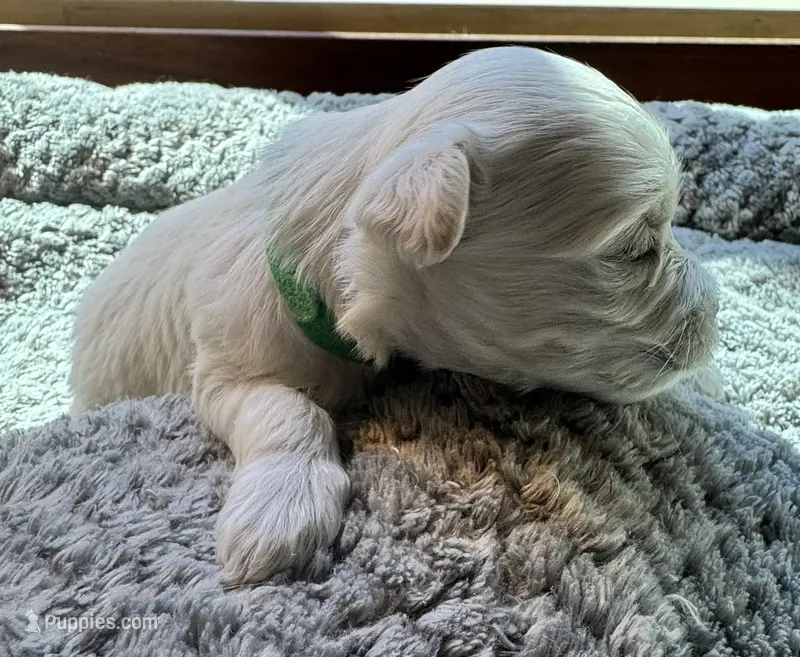 Mr. Green – Havamalt puppy for sale in Arvada, CO