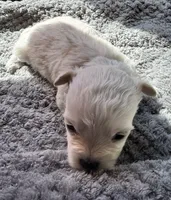 Mr. Blue, a male Havamalt for sale in Arvada, CO – 8 of 8