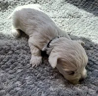 Mr. Black, a male Havamalt for sale in Arvada, CO – 3 of 9