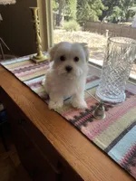 Mr.Orange, a male Havamalt for sale in Arvada, CO – Photo 4 of 4