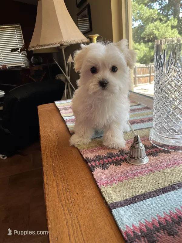 Mr.Orange – Havamalt puppy for sale in Arvada, CO