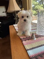 Mr.Orange, a male Havamalt for sale in Arvada, CO – Photo 1 of 4