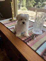 Mr.Orange, a male Havamalt for sale in Arvada, CO – Photo 3 of 4