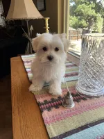 Mr.. Green, a female Havamalt for sale in Arvada, CO – 1 of 1