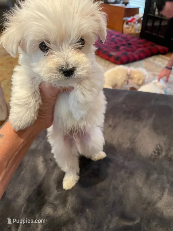 Mr. Brown – Havamalt puppy for sale in Arvada, CO