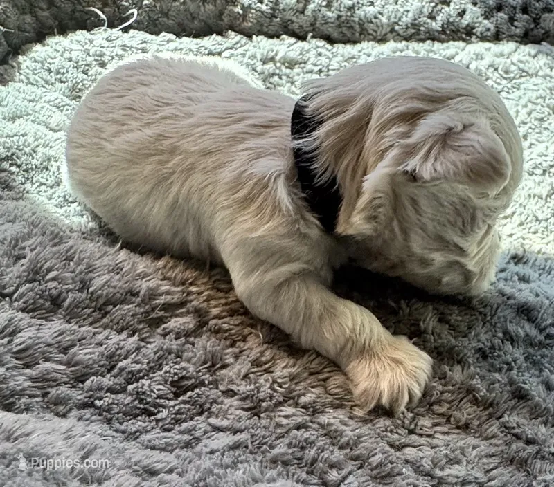 Mr. Black – Havamalt puppy for sale in Arvada, CO