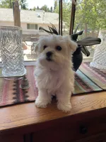 Mr. Orange, a male Havamalt for sale in Arvada, CO – 1 of 2