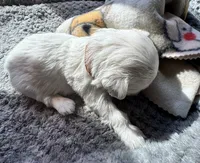 Mr. Brown, a male Havamalt for sale in Arvada, CO – 3 of 5