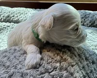 Mr. Green, a male Havamalt for sale in Arvada, CO – 2 of 5