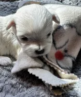 Mr. Brown, a male Havamalt for sale in Arvada, CO – 5 of 5