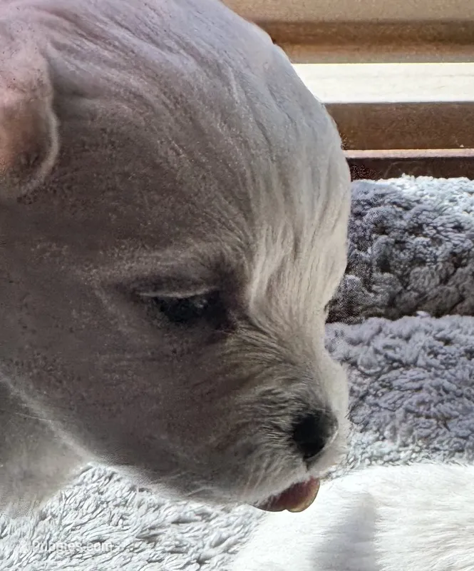 Mr. Brown – Havamalt puppy for sale in Arvada, CO