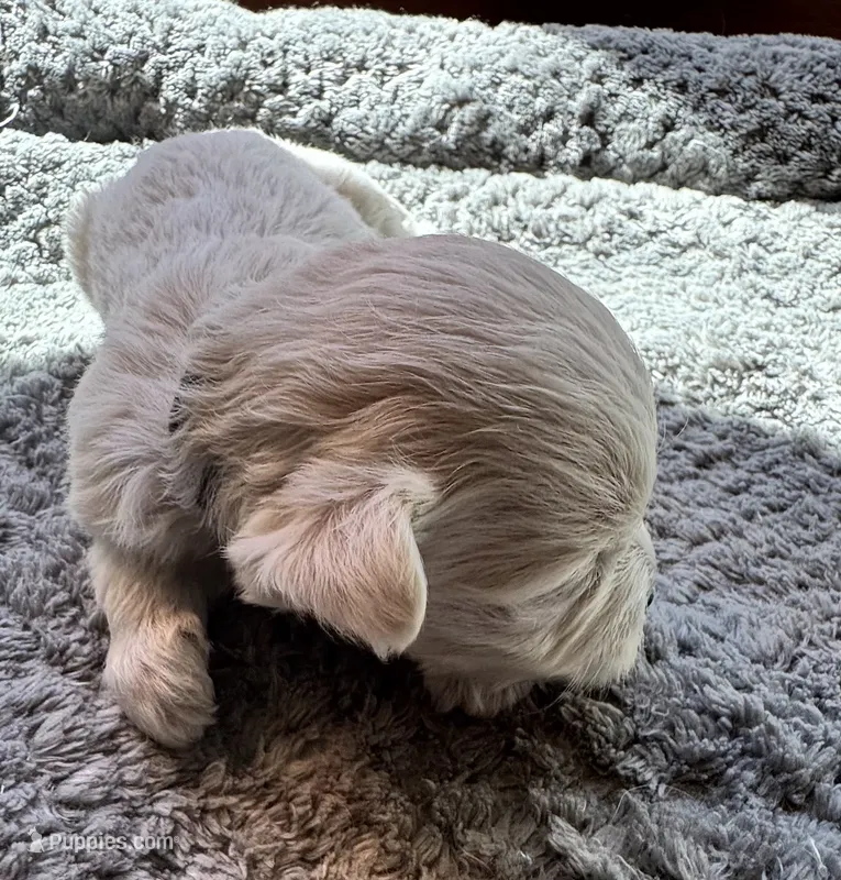 Miss Fushia – Havamalt puppy for sale in Arvada, CO