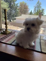 Ms. Yellow, a female Havamalt for sale in Arvada, CO – Photo 3 of 5