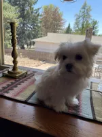 Ms. Yellow, a female Havamalt for sale in Arvada, CO – Photo 5 of 5