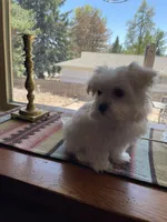 Ms. Yellow, a female Havamalt for sale in Arvada, CO – Photo 2 of 5