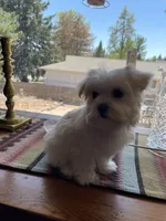 Ms. Yellow, a female Havamalt for sale in Arvada, CO – Photo 4 of 5