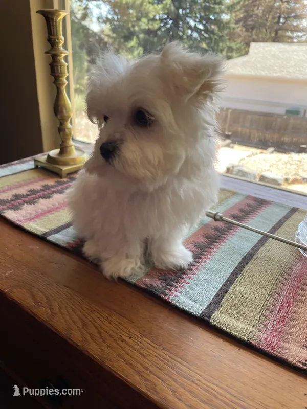 Ms. Yellow – Havamalt puppy for sale in Arvada, CO