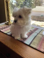 Ms. Yellow, a female Havamalt for sale in Arvada, CO – Photo 1 of 5