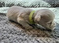 Miss Lime, a female Havamalt for sale in Arvada, CO – 4 of 9