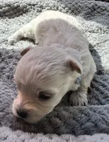 Mr. Blue, a male Havamalt for sale in Arvada, CO – 4 of 8
