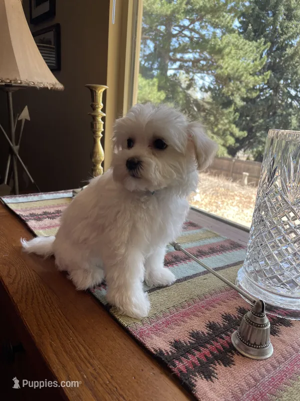 Miss Purple – Havamalt puppy for sale in Arvada, CO