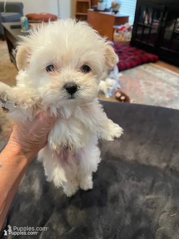 Mr. Black – Havamalt puppy for sale in Arvada, CO