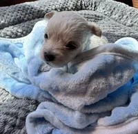 Mr. Blue, a male Havamalt for sale in Arvada, CO – 2 of 8