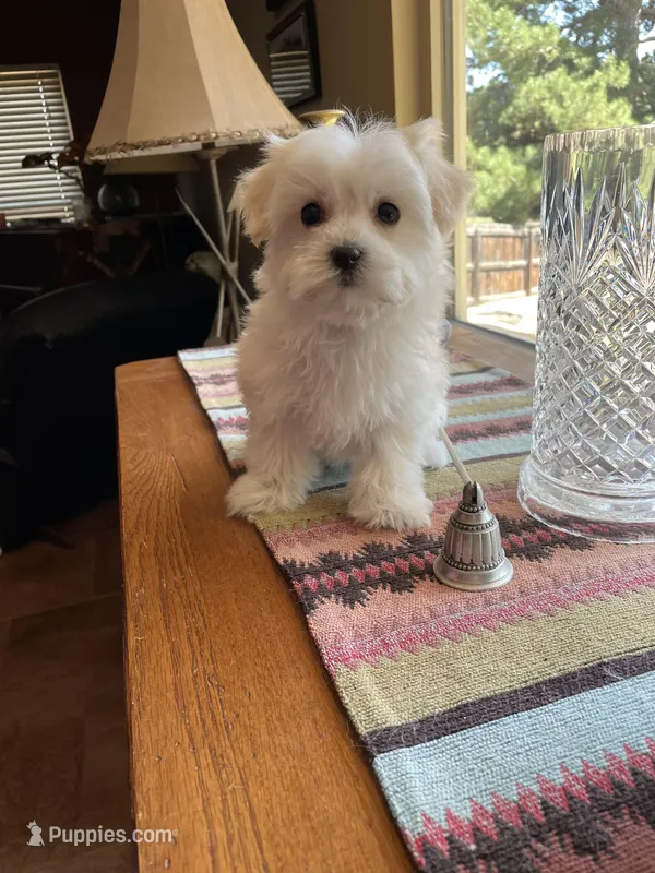 Ms. Blue – Havamalt puppy for sale in Arvada, CO