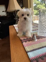 Ms. Blue, a female Havamalt for sale in Arvada, CO – Photo 5 of 5