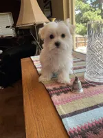 Ms. Blue, a female Havamalt for sale in Arvada, CO – Photo 2 of 5