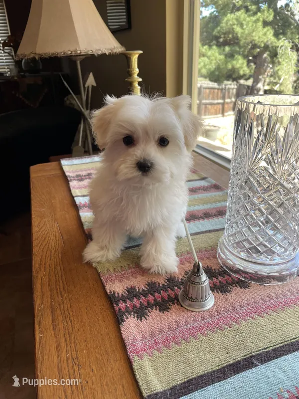 Miss Blue – Havamalt puppy for sale in Arvada, CO