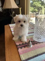 Ms. Blue, a female Havamalt for sale in Arvada, CO – Photo 3 of 5