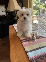 Ms. Blue, a female Havamalt for sale in Arvada, CO – Photo 4 of 5